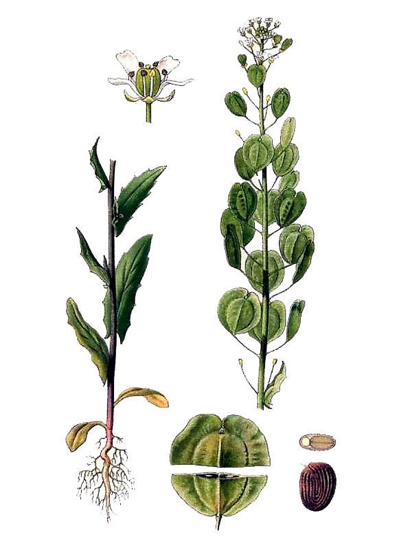Thlaspi arvense