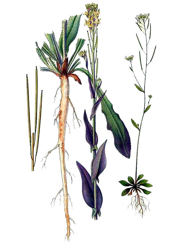 Turritis glabra