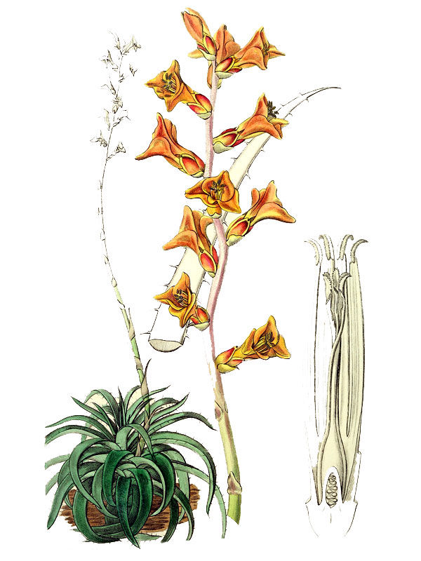Dyckia rariflora