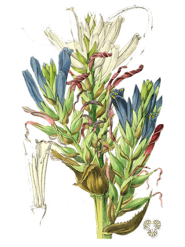 Puya caerulea