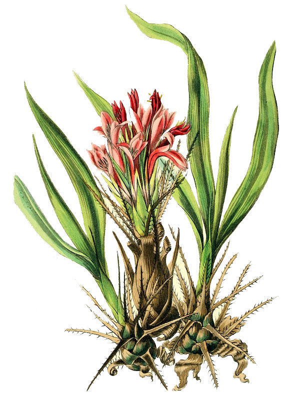 Puya heterophylla