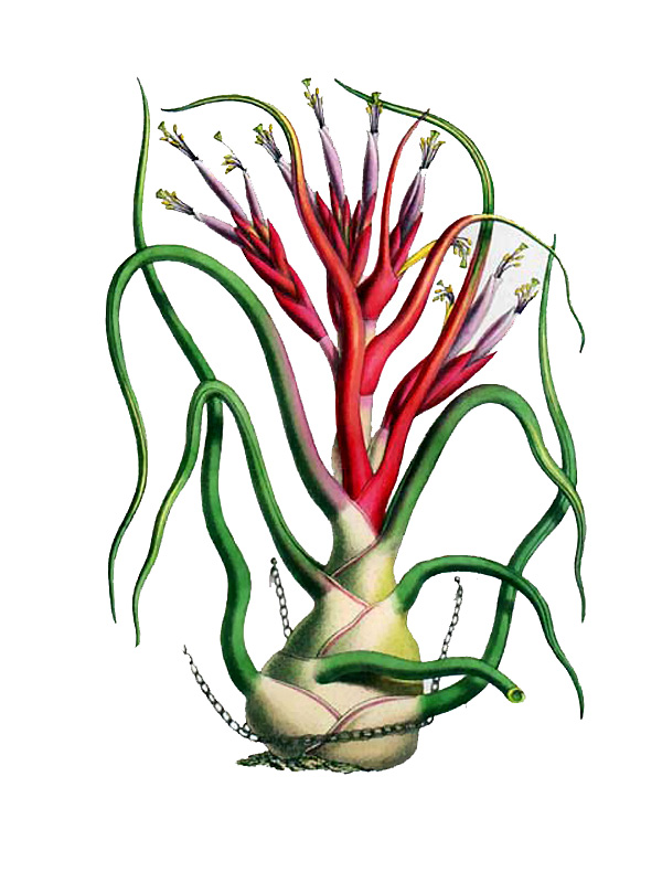 Tillandia bulbosa