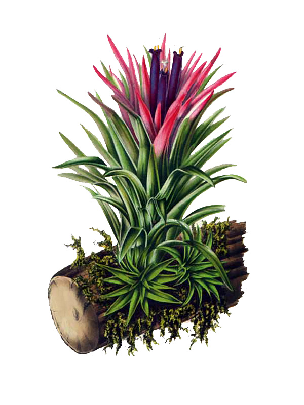 Tillandia ionantha