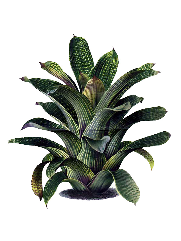 Tillandia tessellata
