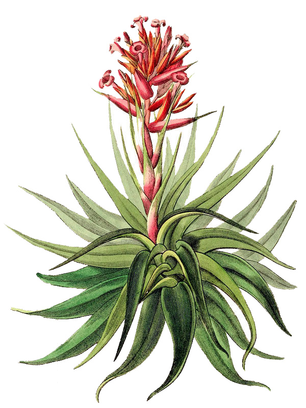 Tillandsia rubida