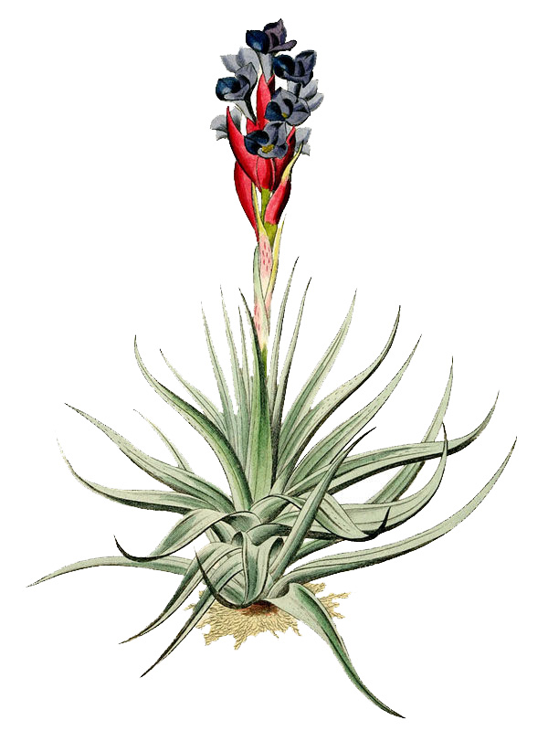 Tillandsia stricta