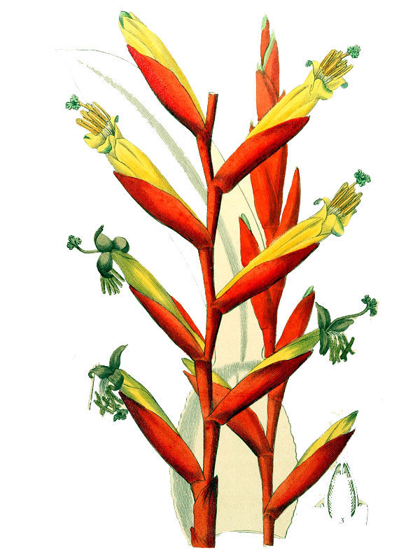 Vriesia psittacina