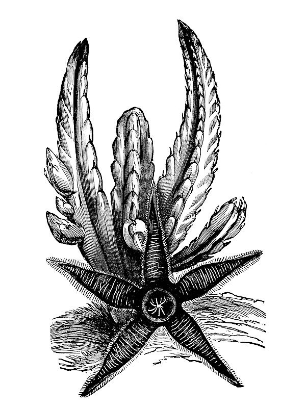 Cactaceae sp.