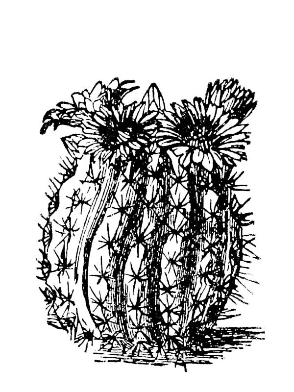 Cactaceae sp.