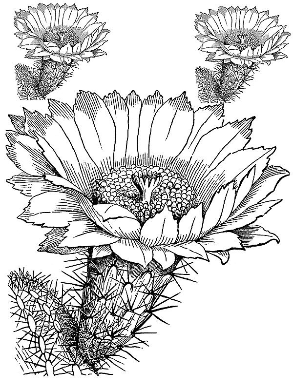 Cactaceae sp.