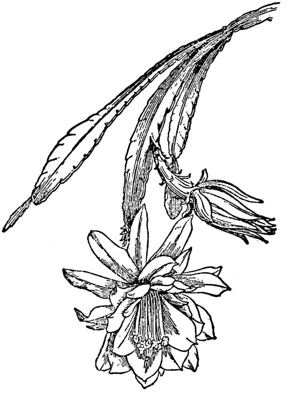 Cactaceae sp.