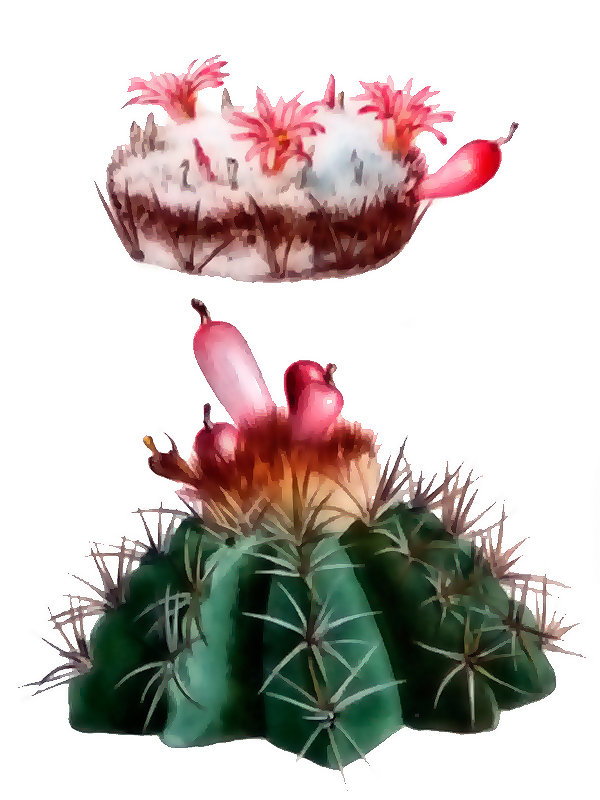 Cactus harlowii