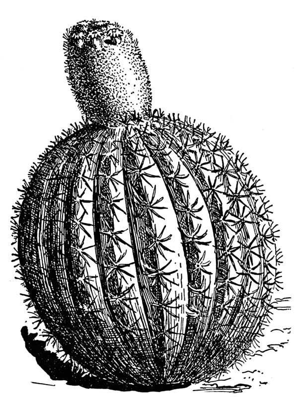 Cactus melocactus