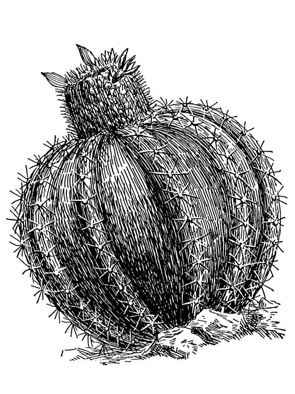 Cactus melocactus