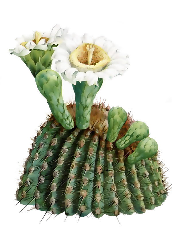 Carnegia gigantea