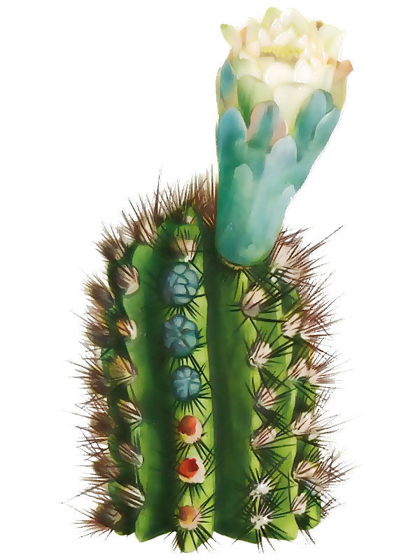 Cephalocereus bahamensis