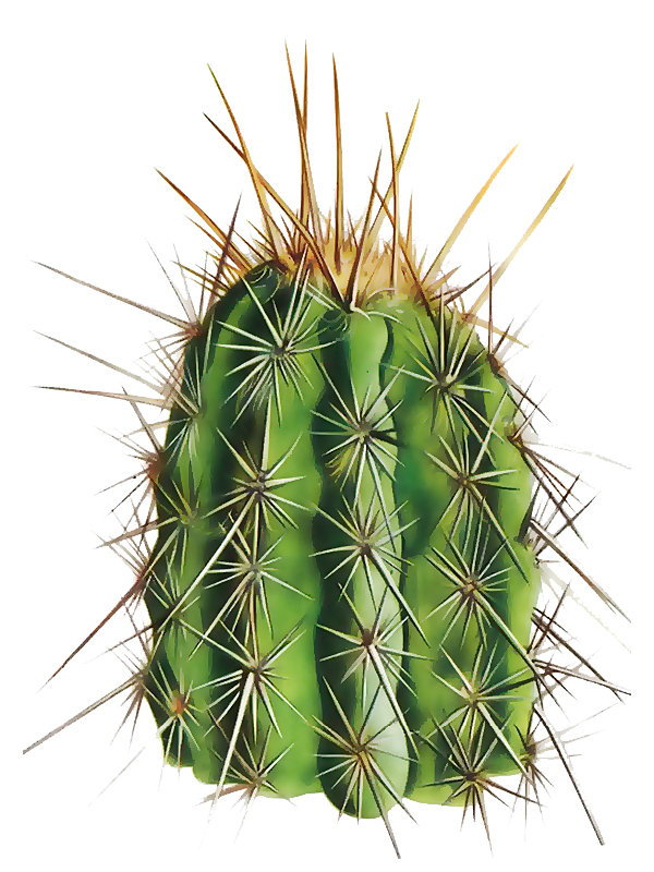 Cephalocereus gounellei