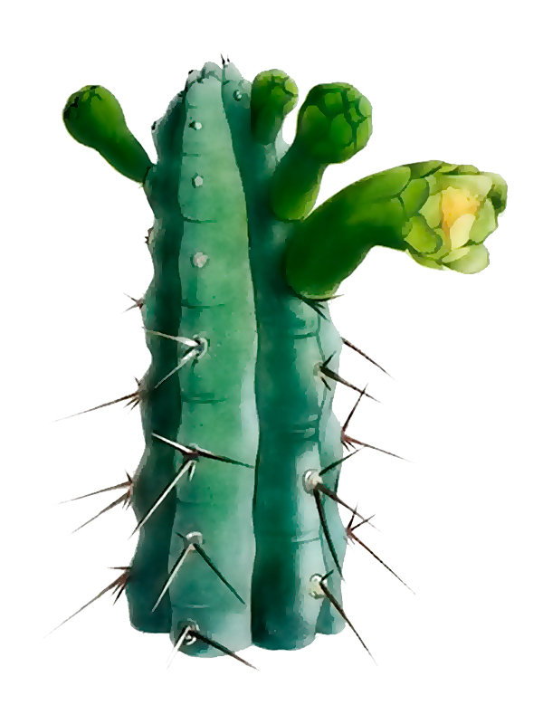 Cephalocereus pentaedrophorus