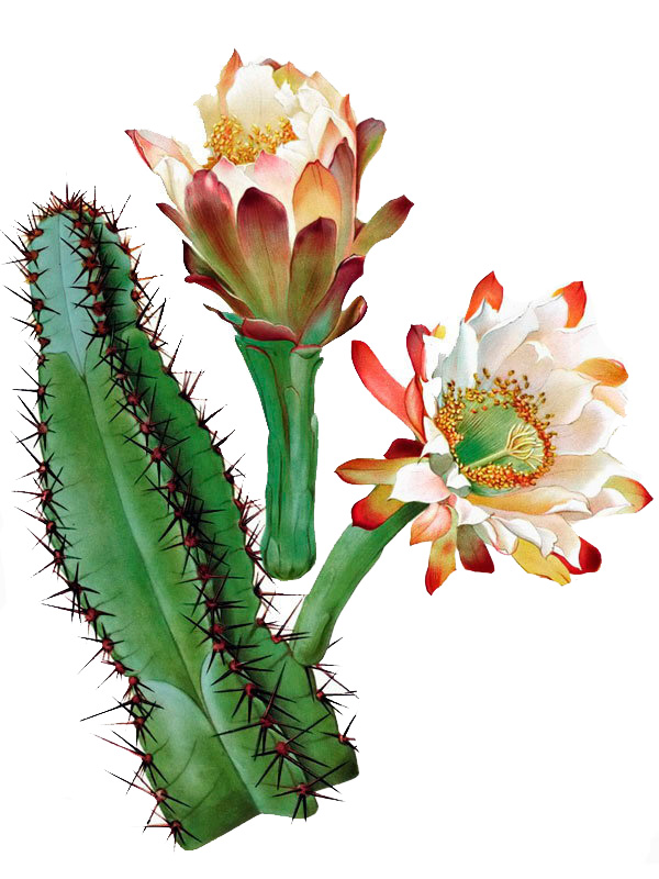Cereus alacriportanus