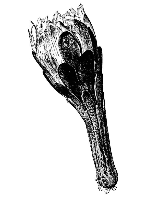 Cereus peruvianus