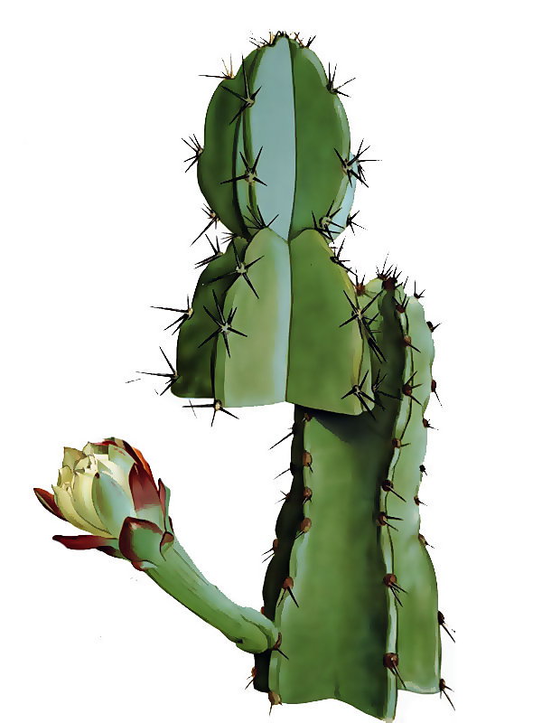 Cereus validus