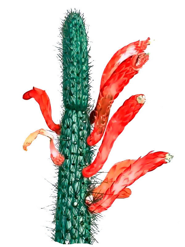 Cleistocactus baumannii