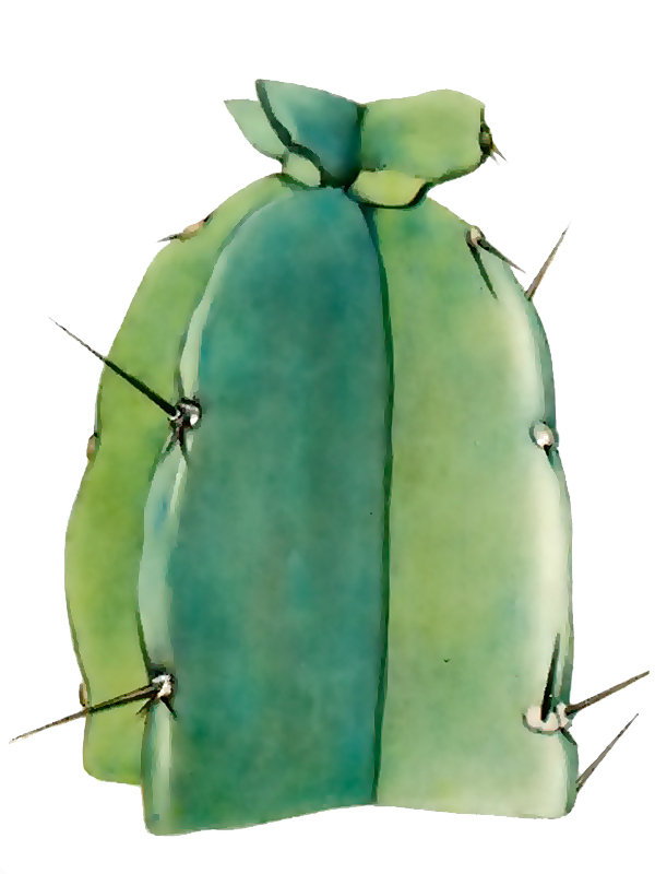 Dendrocereus nudiflorus