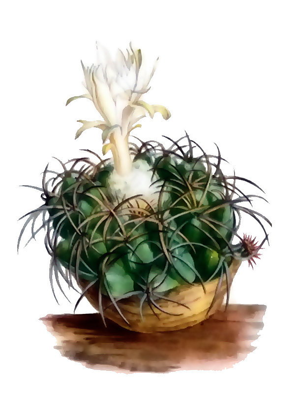 Disocactus bahinensis