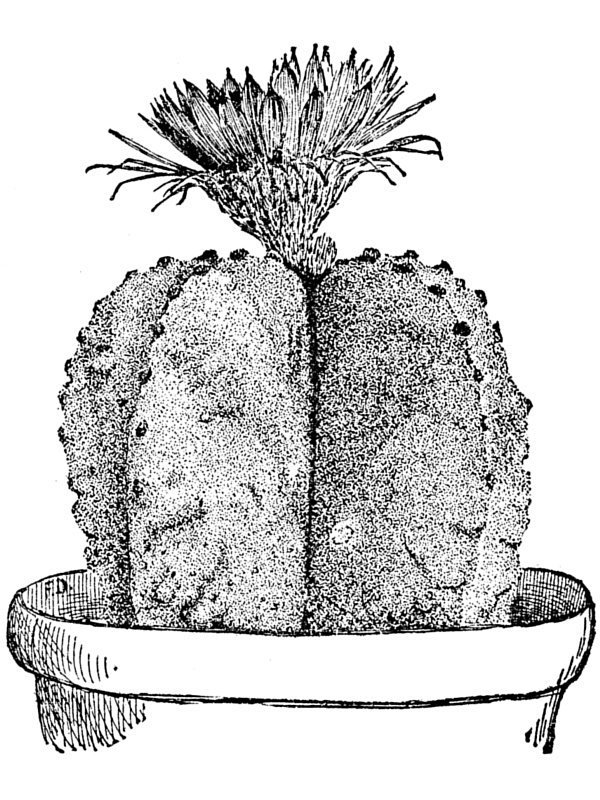 Echinocactus myriostigma