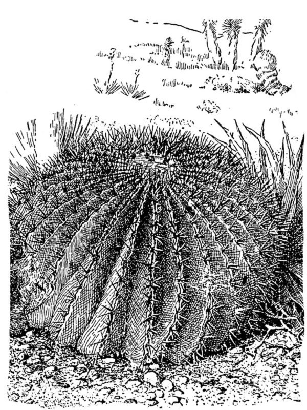 Echinocactus palmeri