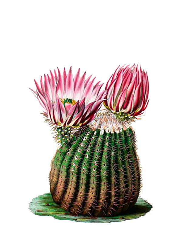 Echinocactus pectiniferus