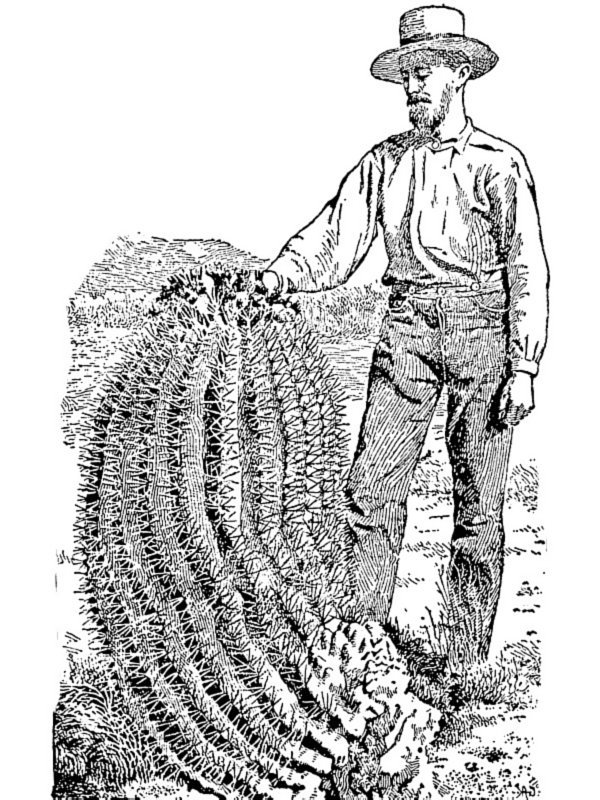 Echinocactus rectispinus