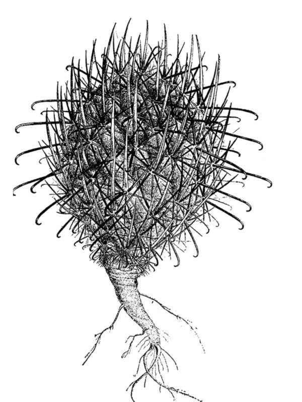 Echinocactus whipplei