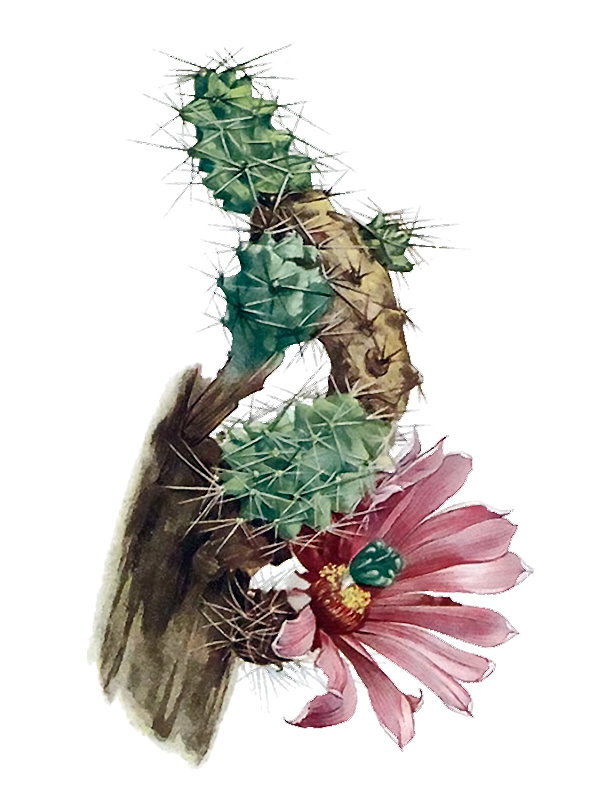 Echinocereus blanckii