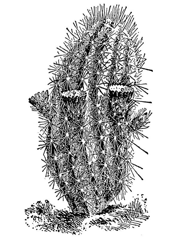 Echinocereus cloranthus