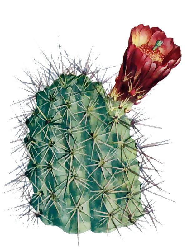 Echinocereus coccineus