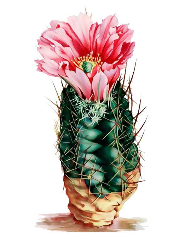 Echinocereus fendleri