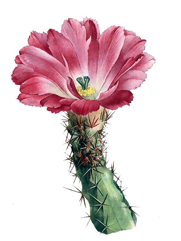 Echinocereus fitchii