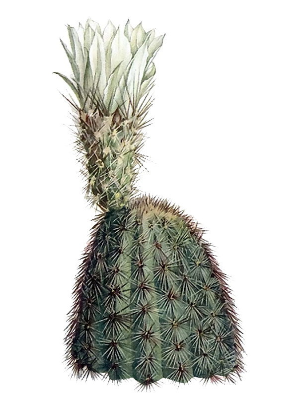 Echinocereus grandis