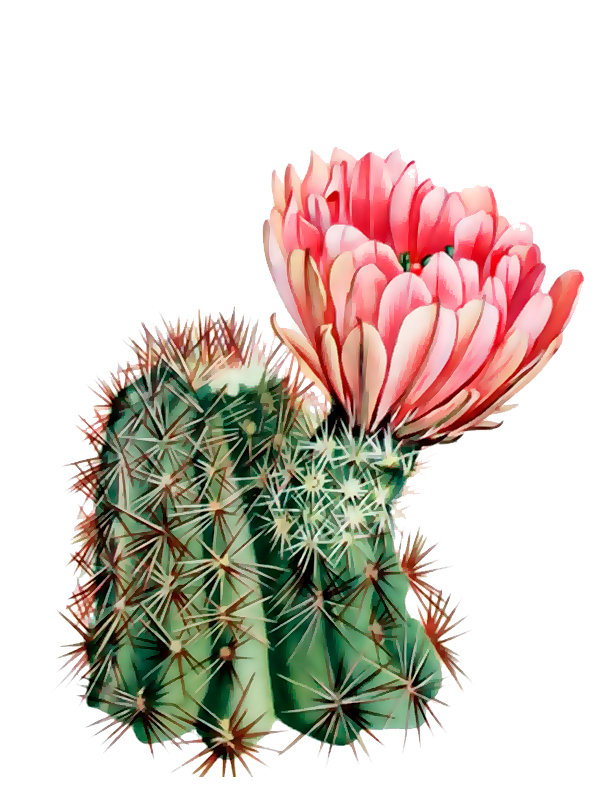 Echinocereus lloydii