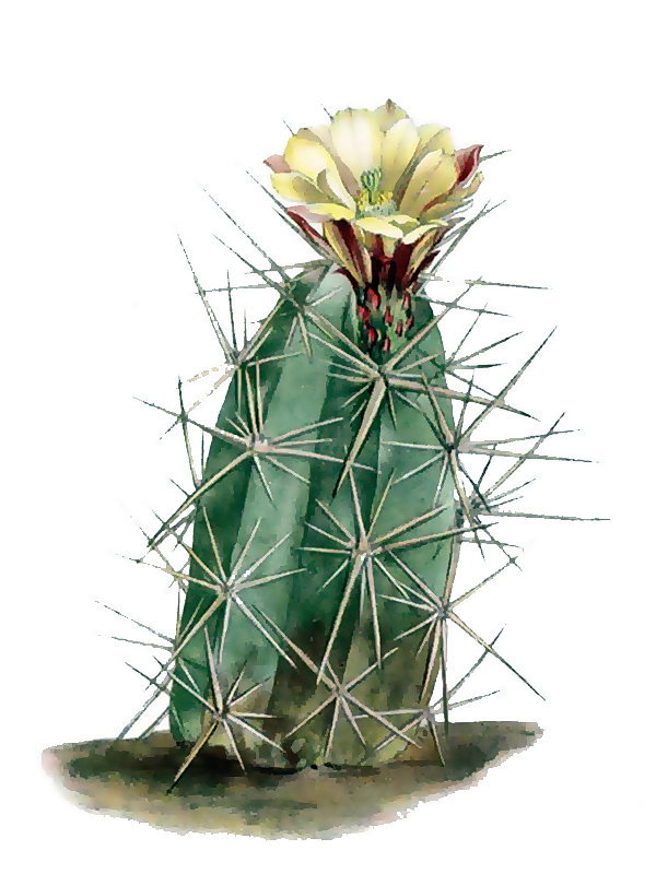 Echinocereus maritimus