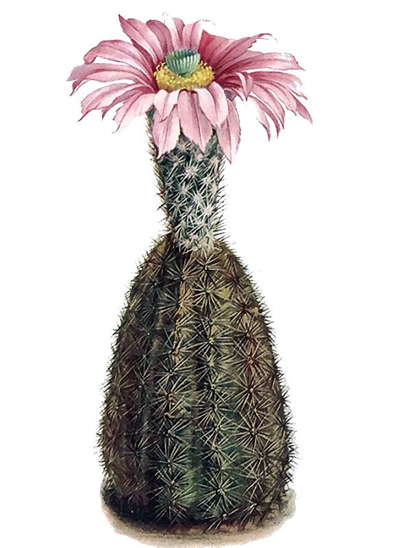 Echinocereus pentalophus