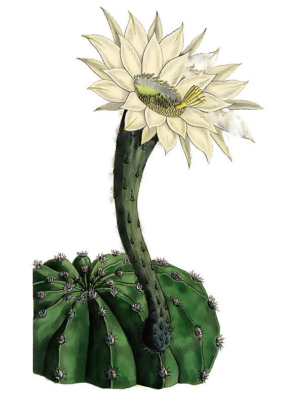 Echinopsis eyriesii