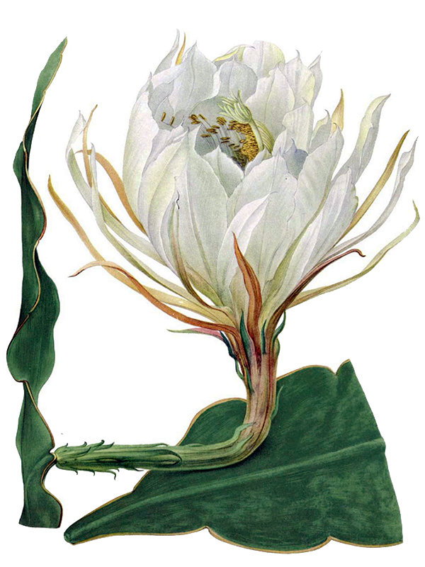 Epiphyllum macropterum