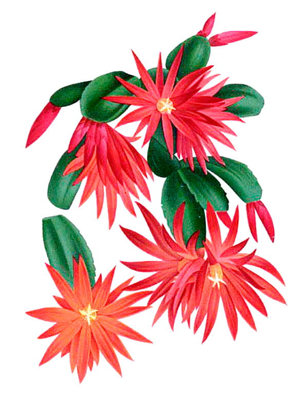Epiphyllum makoyanum