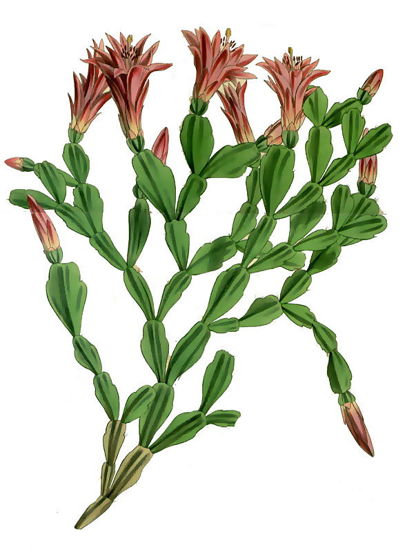 Epiphyllum russellianum