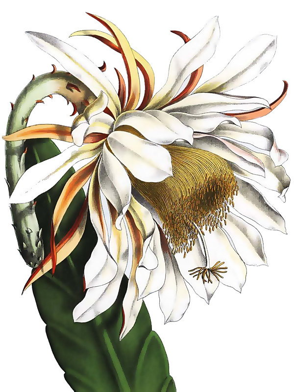 Epiphyllum thomasianum