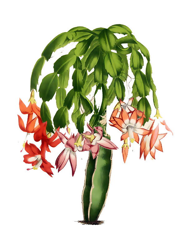 Epiphyllum truncatum