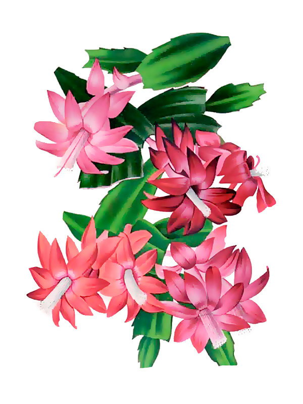 Epiphyllum truncatum