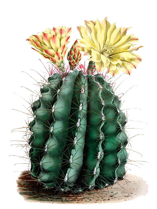 Ferocactus hamatacanthus